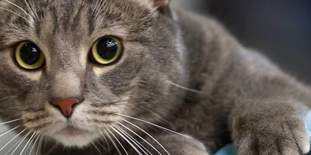 Evde 160 kediye bakan çift için karar: Ömür boyu hayvan bakma yasağı... Yok artık dedirtecek!