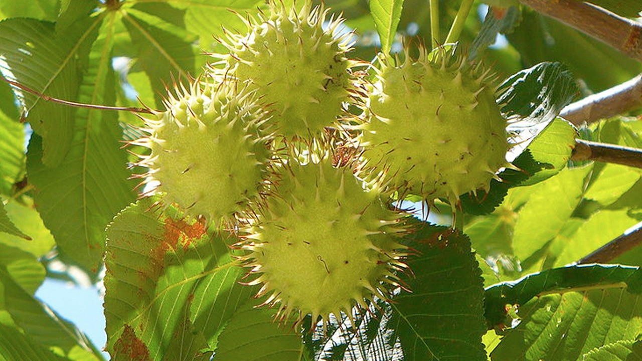 Evde at kestanesi kremi yapımı! Ev yapımı: Her gün 2 kez herkes üzerine düşeni yaparsa cilt değişir, dönüşür