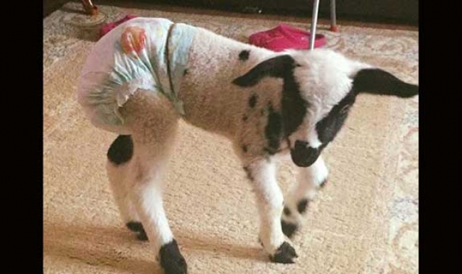 Evde beslediği kuzuyu sosyal medyada paylaşınca