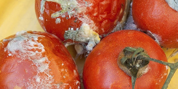 Evde çürük domatesleri atmayın, çöp değil! Değerlendirme için 5 kullanımı: Saç için kimsenin bilmediği gerçek