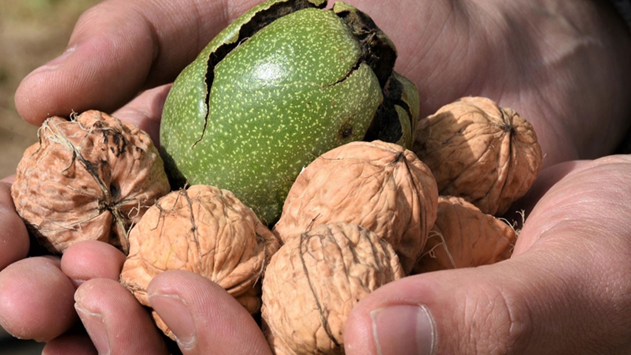 Evde kek yerken felaketi yaşadı! 2 yaşındaki Yiğit ceviz parçası sebebiyle entübe edildi