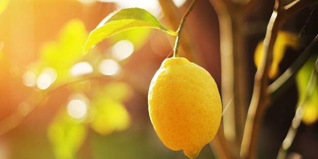 Evde limon ağacı hem sağlık, hem güzellik