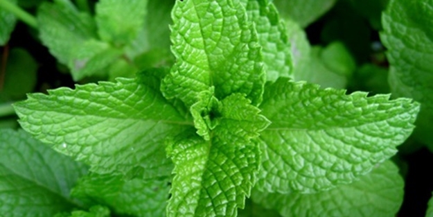 Evde nane sabunu yapımı