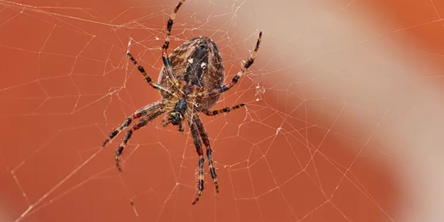 Evde örümcek neden olur? İşte örümceklerden kurtulmanın yolu