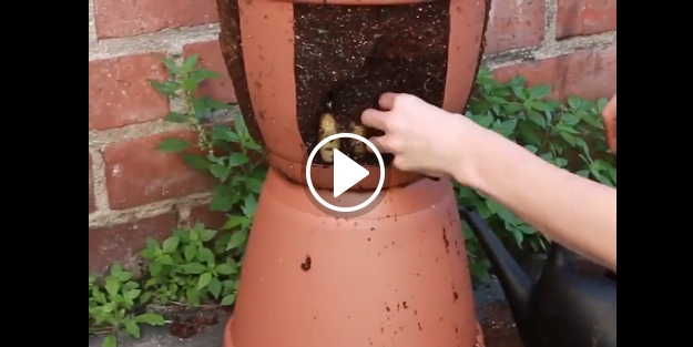 Evde patates nasıl yetiştirilir?