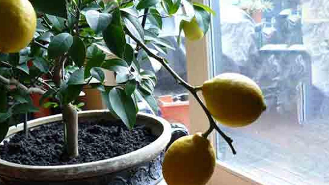 Evde saksıda limon yetiştirmenin püf noktaları! ilk kez yetiştirenler için...