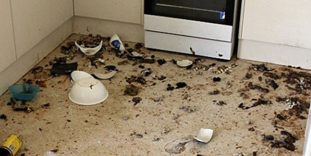 Evde terk edilen kediler birbirini yedi!