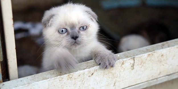 Evde terk edilen kediler birbirini yedi