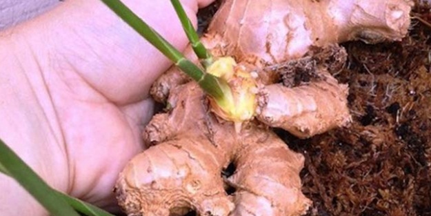 Evde zencefil nasıl yetiştirilir?