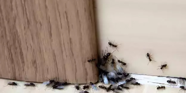 Evdeki karıncaların kökünü kurutan formül: Çıldırtan karıncaları evden kovacak! Karınca kovucu nasıl yapılır?