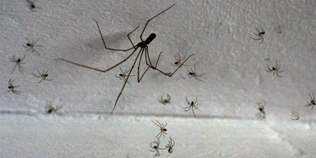 Örümceklerden doğal yöntemlerle kurtulun!