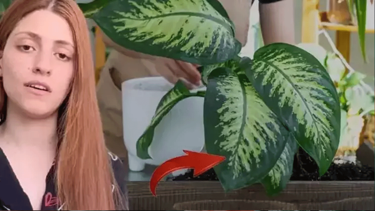 Evdeki tehlike sandığınızdan büyük! ‘ağlayan çiçek’ zehirledi, uzmanlardan uyarı geldi