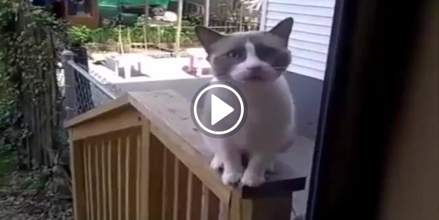 Eve giremediği için sahibine atarlanan kedi