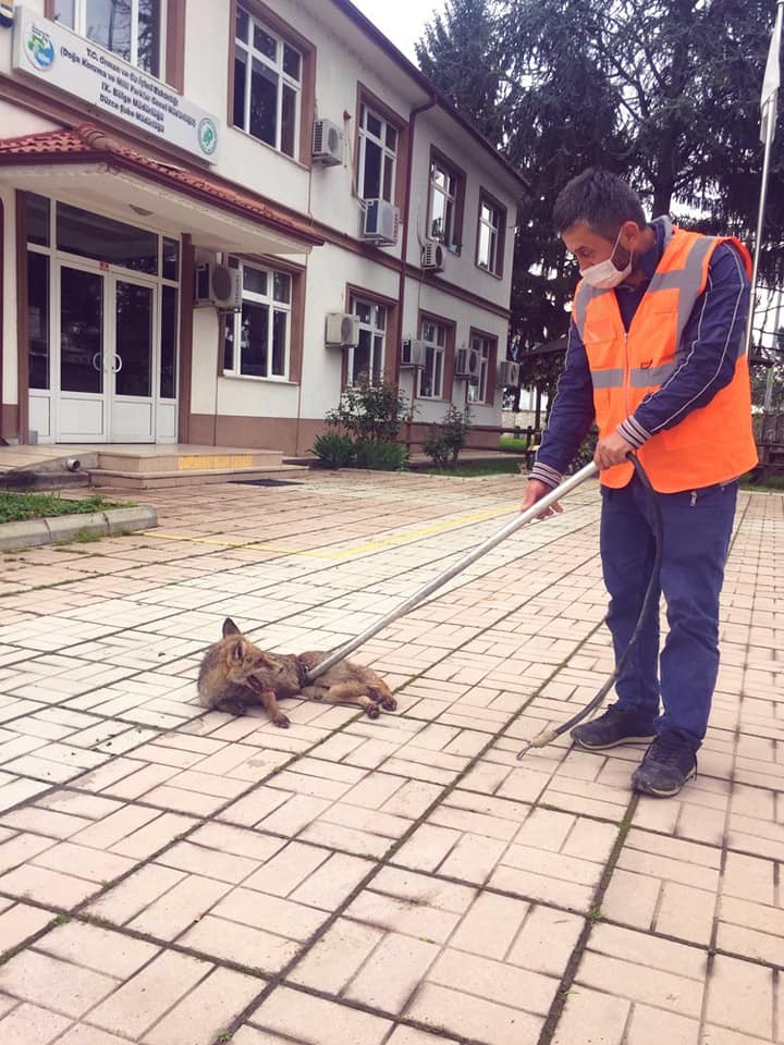 Eve giren tilki, bakıma alındı 