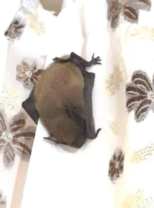 Eve giren yarasa korkuya neden oldu 