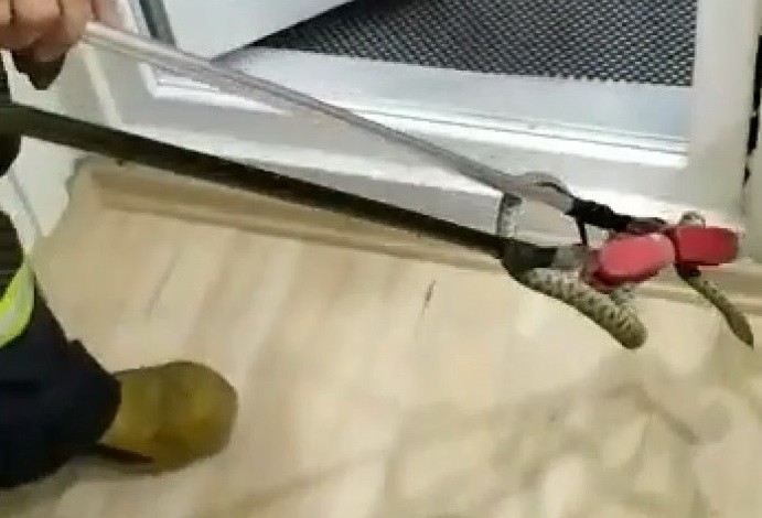 Eve giren yılan banyoda yakalandı 
