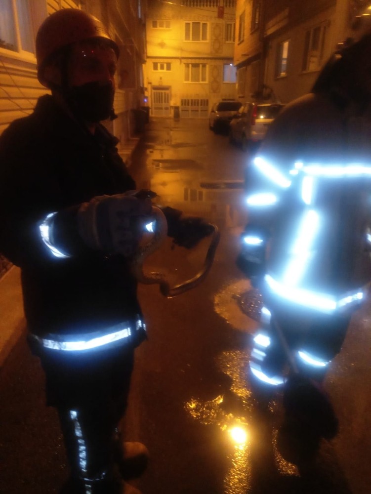 Eve tırmanmaya çalışan yılan itfaiye ekipleri tarafından yakalandı 