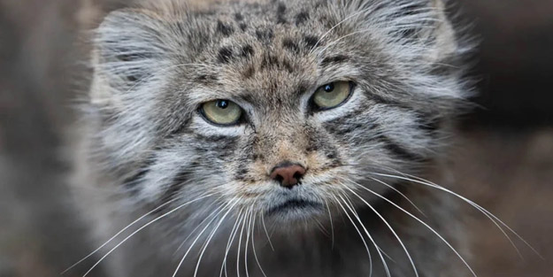 Everest’te önemli şaşırtan yeni keşif: Nesli tükenmek üzere olan kedigiller dünyasına açılan kapı olabilir!