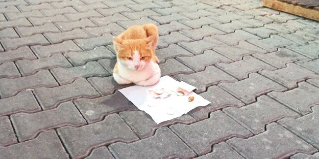 Evet, yanlış duymadınız! Kendi mama parasını kendisi kazanan kedi