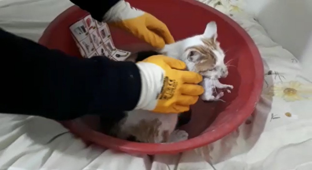 Evi havalandırmak için camı açtı, içeri giren kedi yavruladı 