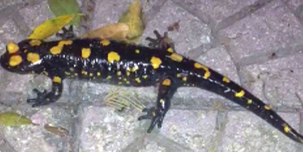 Evin bahçesinde görüldü! Kentte nesli tükenmekte olan Türk semenderi bulundu