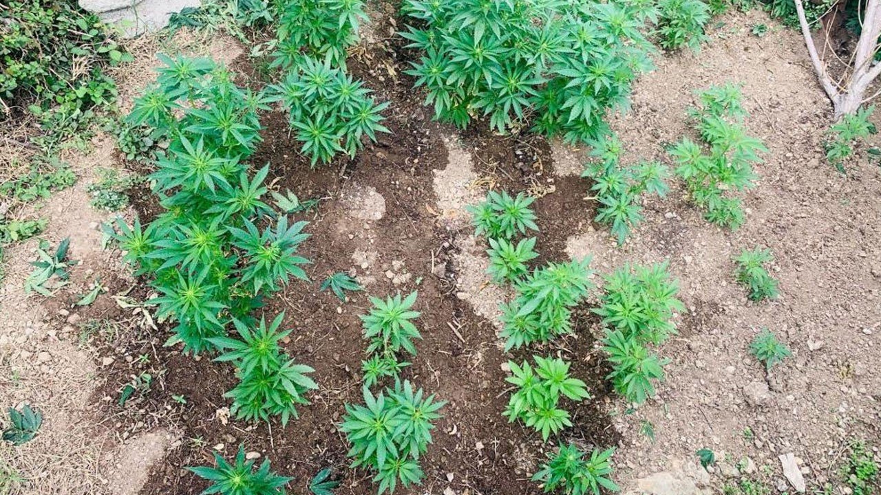 Evin bahçesinin uyuşturucu tarlasına çevirmiş