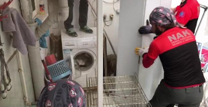 Evin balkonunda sıkışan çakalı 4 gün boyunca besledi