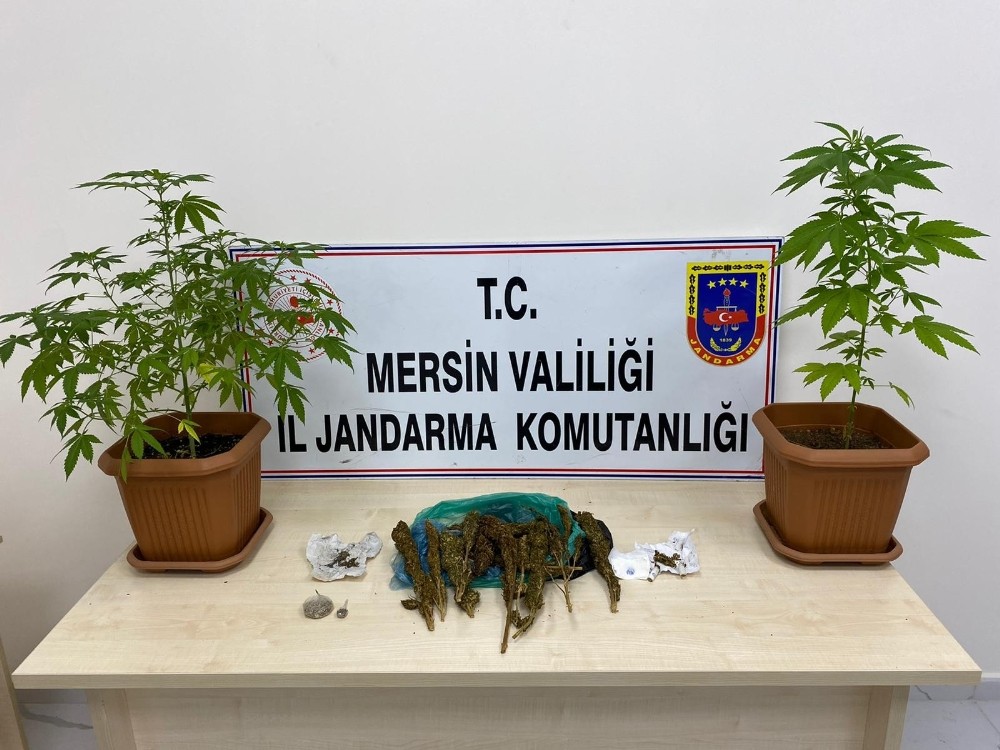 Evin banyosunda kenevir yetiştirmişler 