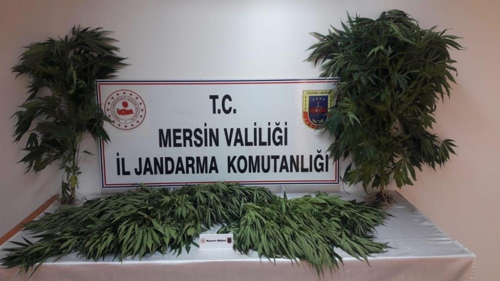 Evin damında 31 kök kenevir ele geçirildi 