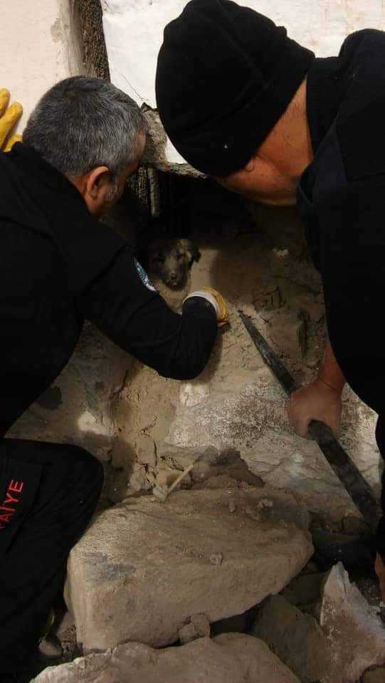 Evin dış duvarına sıkışan köpeği itfaiye ekipleri kurtardı 