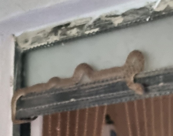 Evin içinde panik anları! Neye uğradığını şaşırdı