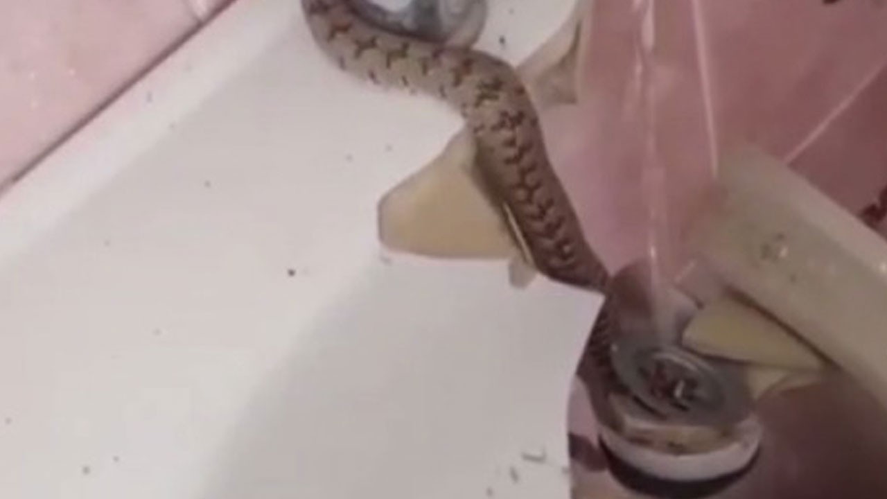 Evin lavabosundan çıkan hayrete düşürdü
