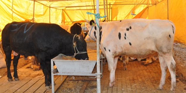 Evin önünde kurban kesmenin cezası 169 lira