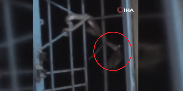 Evin pencere korkuluklarına sarkıp kuş avlayan yılan...