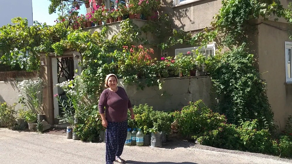 Evinde 500 saksı çiçekle yaşıyor 