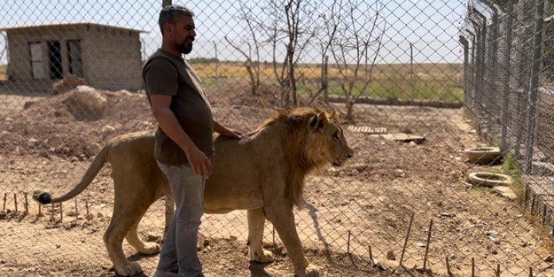 Evinde aslan besliyor! Ayda bir buçuk ton et tüketiyorlar