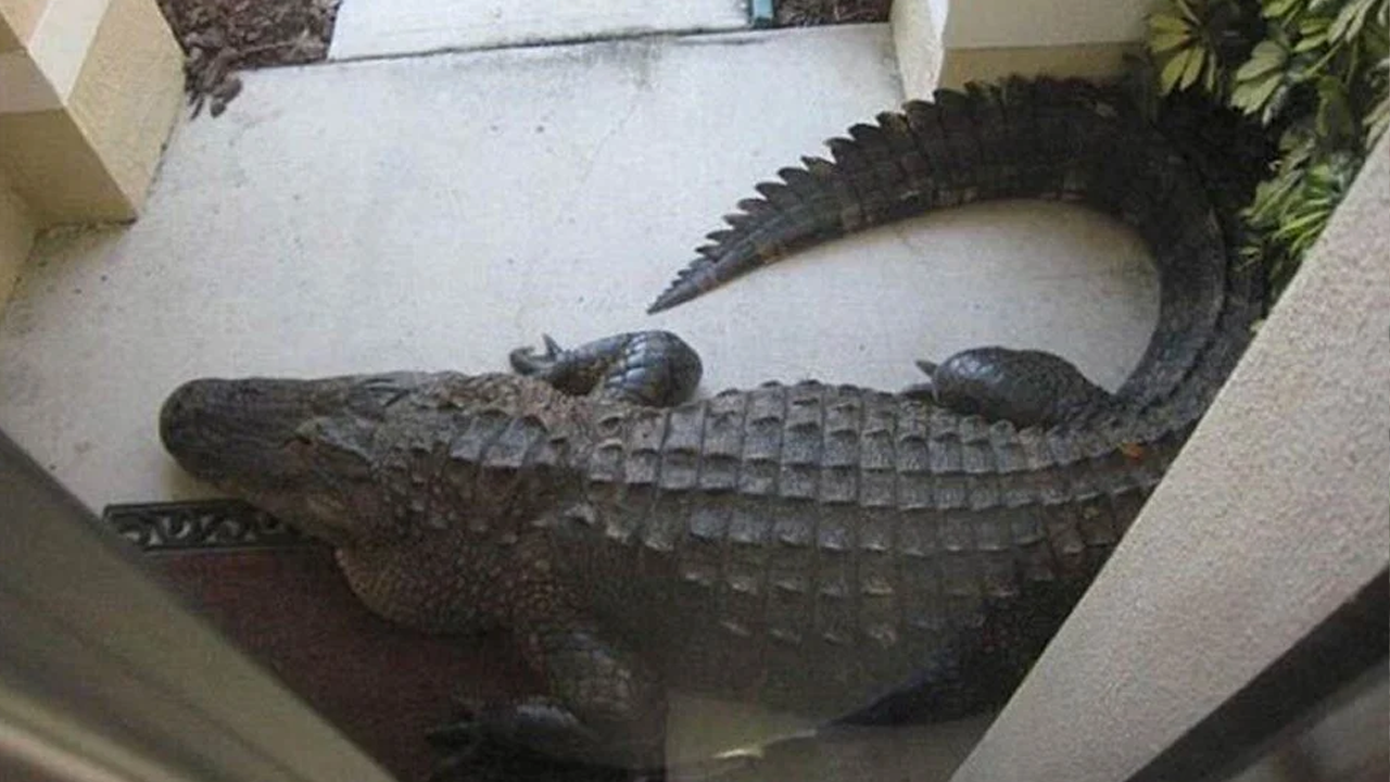 Evinde beslediği timsah adamı yedi!