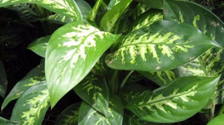 Evinde bu çiçekten olanlar dikkat!