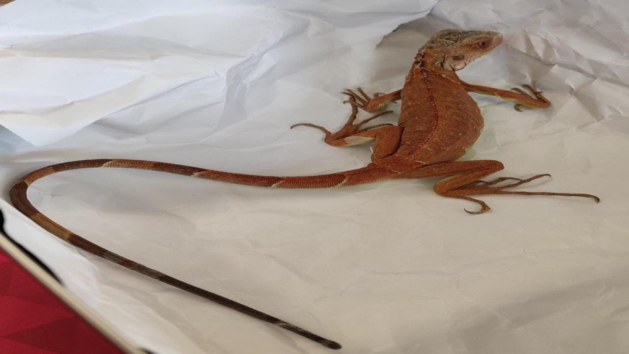 Evinde izinsiz iguana besledi! Para cezasından kaçamadı