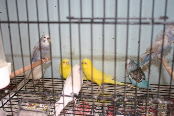 Evinde muhabbet kuşu olanlar dikkat!