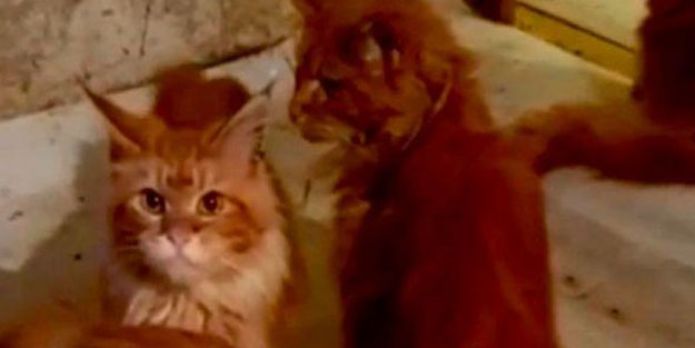 Evinde ölen yaşlı kadını, baktığı 20 kedisi yedi