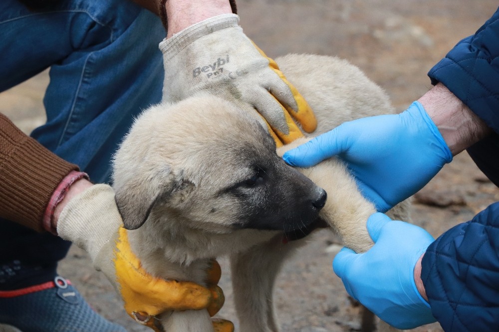 Evinden çıkamayan yaşlı vatandaşın yaralı köpeğini belediye tedavi ettirdi 