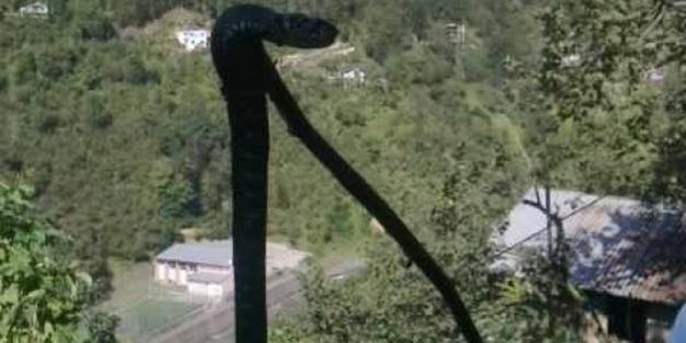 Evine giren 2.5 metrelik yılanı öldürdü