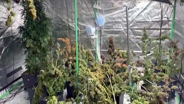 Evine sera kurup kenevir yetiştirdi! Şüpheliden akılalmaz savunma