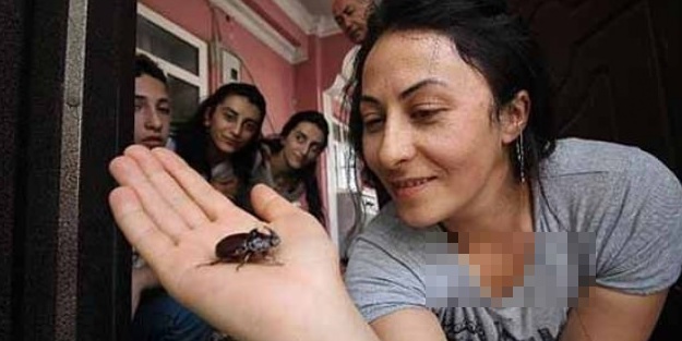 Evine servet değerinde böcek girdi!