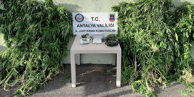 Evini kenevir tarlasına çeviren adam yakalandı!