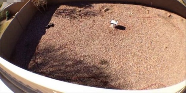 Evinin arka bahçesinde bakın ne yaptı!