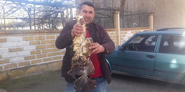 Evinin bahçesinde buldu, gözlerine inanamadı! 