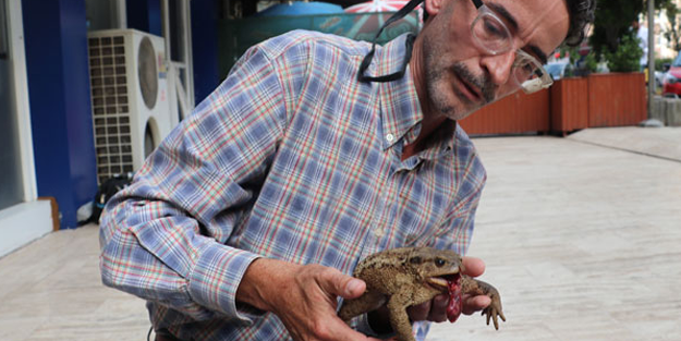 Evinin bahçesinde bulduğu yaralı dev kurbağayı, 27 km uzaktaki veterinere götürdü