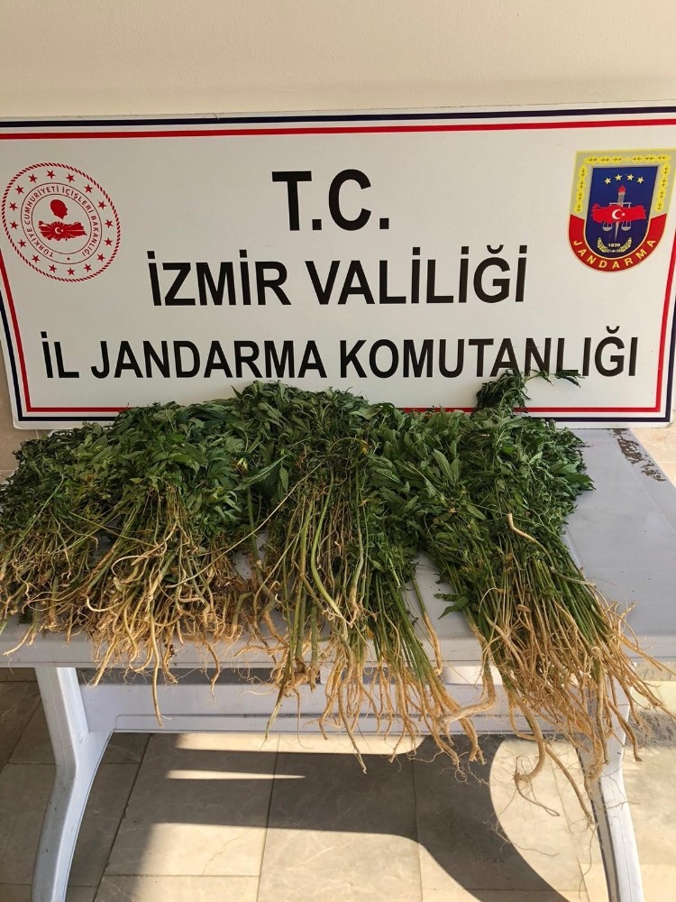 Evinin bahçesinde ekili kenevir ele geçirildi 